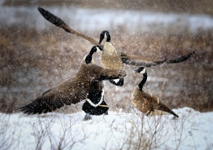 canada-goose-snow-fight-copy
